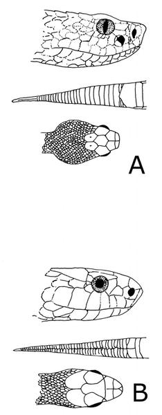 sketch of venomous vs. nonvenomous snake heads  and tails